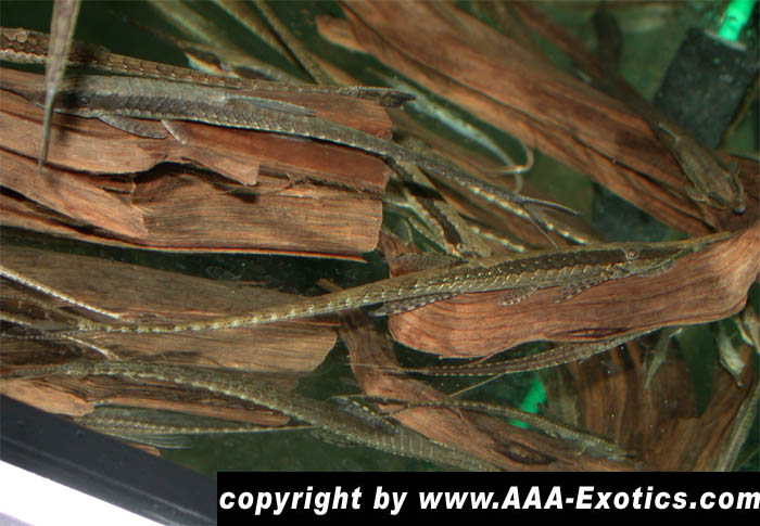 Farlowella gracilis